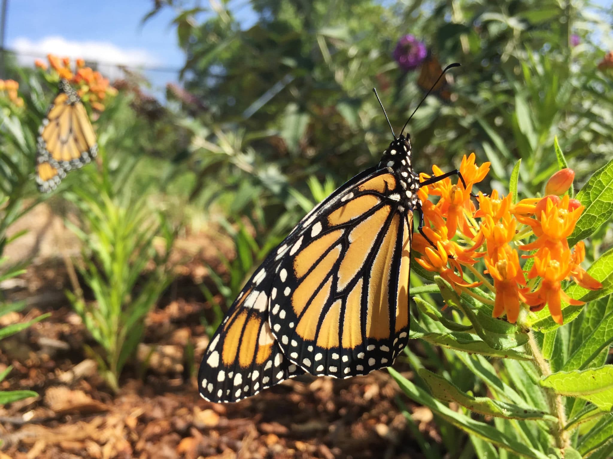 Monarch Butterfly In Butterfly Bungalow