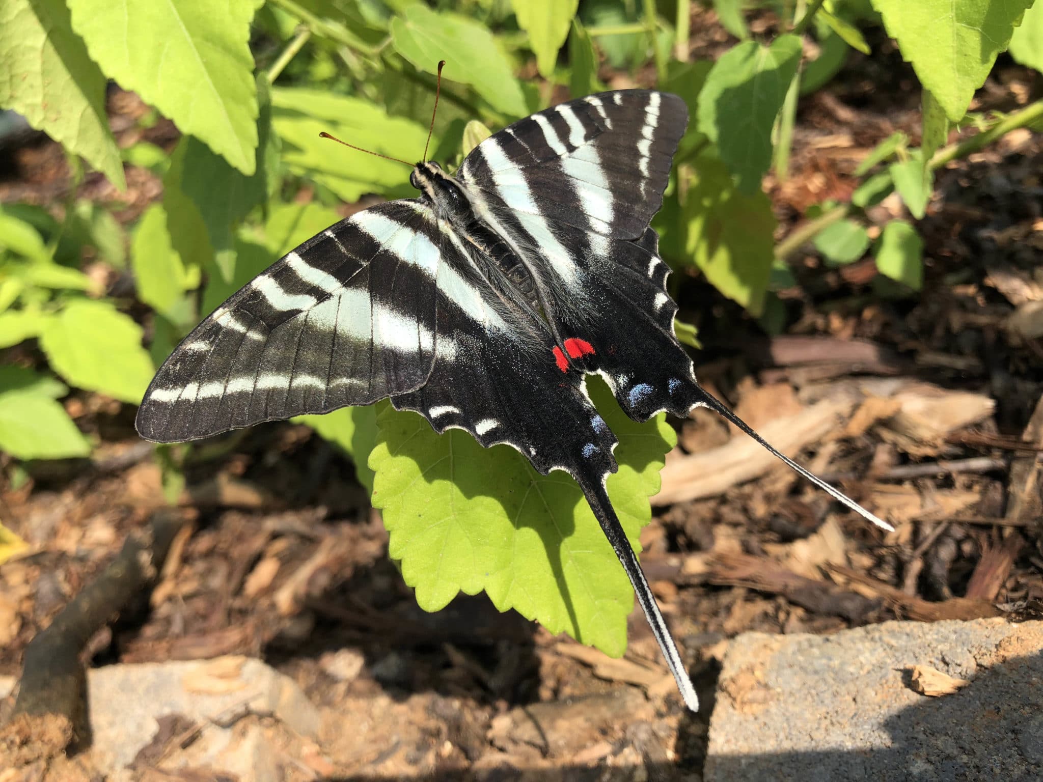 Zebra Butterfly In Butterfly Bungalow
