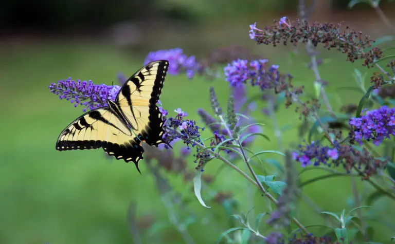 Black and yellow butterfly
