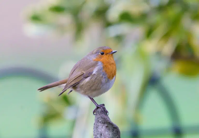 brown and orange bird brown and orange bird