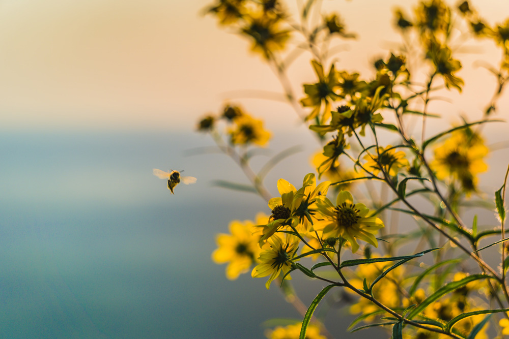 bee buzzing near yellow flowers