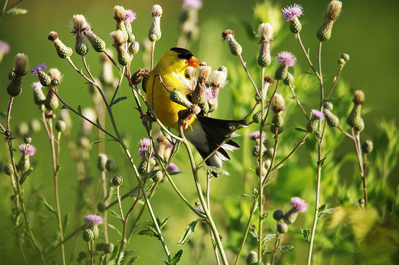 bird and flowers