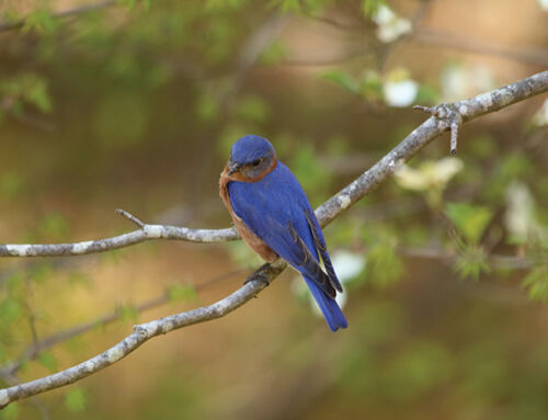 Growing Into 2026: Phenology at Daniel Stowe Conservancy