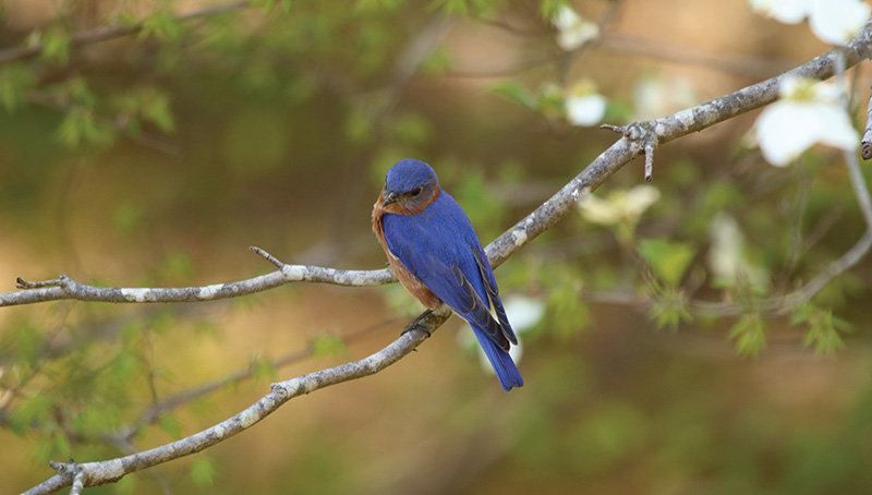 Eastern Bluebird perched on a tree branch