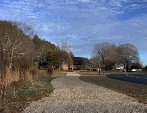 My View from the Garden