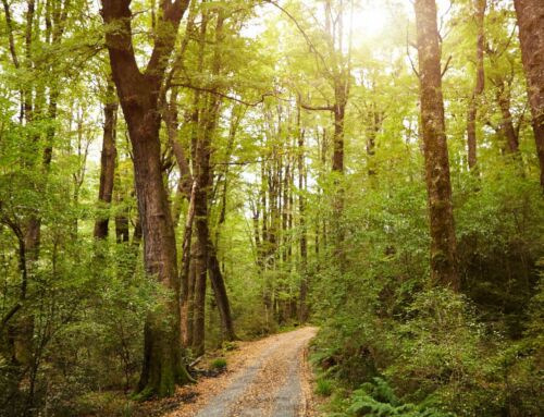 What Does It Mean to “Find Your Path to Nature”?