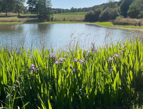 Summer Forecast at Stowe