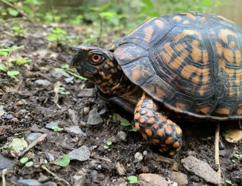 It’s Time for Turtles!