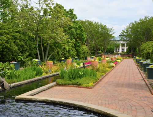 Spring Annuals Are Here!