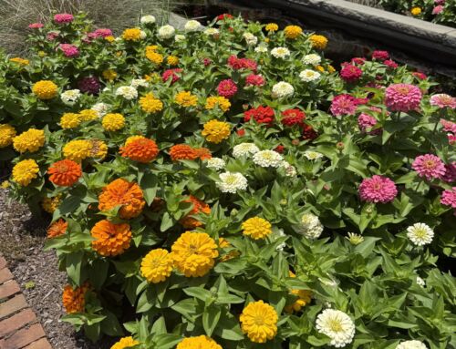 Summer Blooms at Stowe