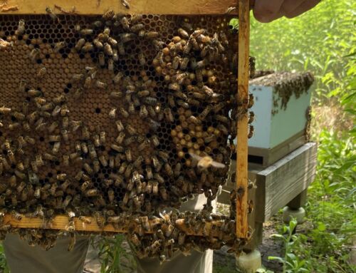 Our Resident Bees and their Keepers
