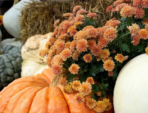 Fall in Bloom at Stowe!