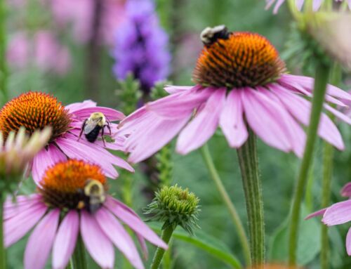 The Great Pollinator Census at Stowe
