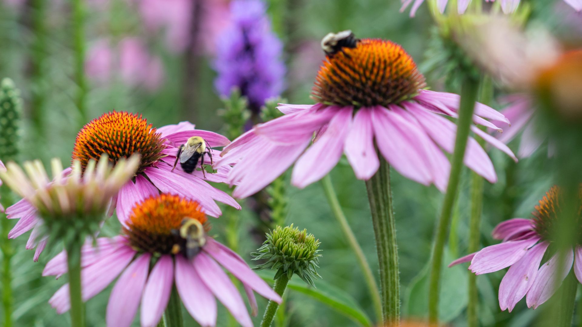 Coneflower