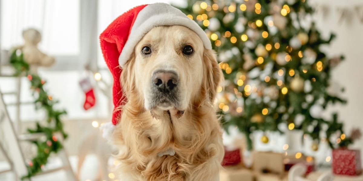 Santa Paws
