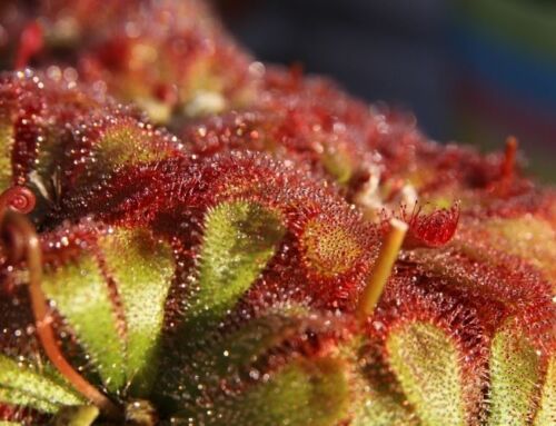 Nature’s Spookiest Plants