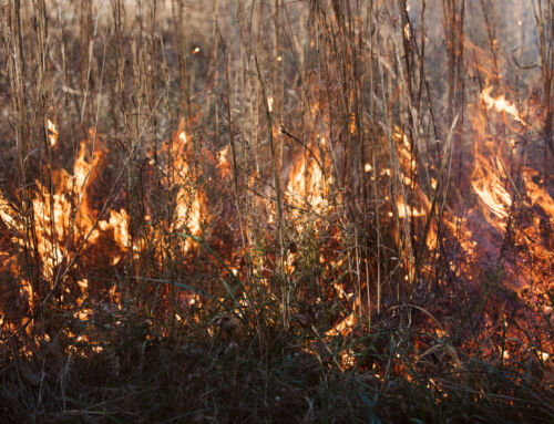 Prescribed Prairie Burn Recap