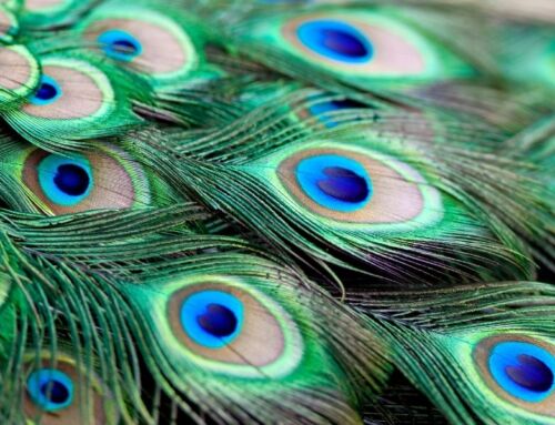 Speakeasy Sustainability at Stowe