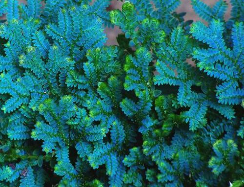 Trip to the Tropics: Oddities from Around the World