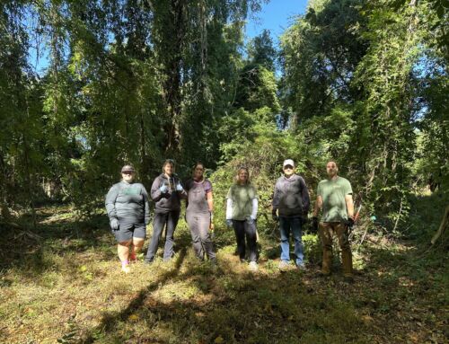 Rooted in Restoration: How Volunteers Are Transforming Stowe