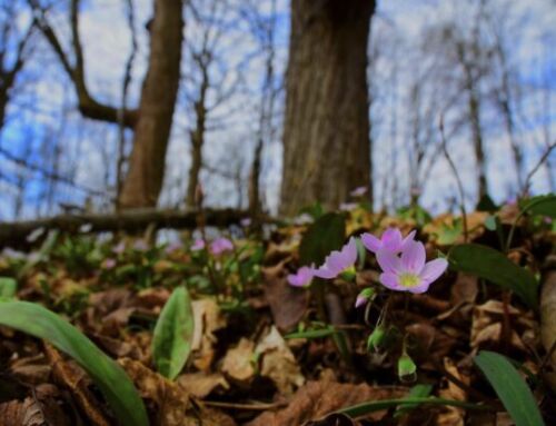 March Magic: Spring Ephemerals are Blooming on the Phenology Trail