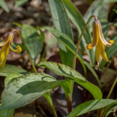 Trout Lillies
