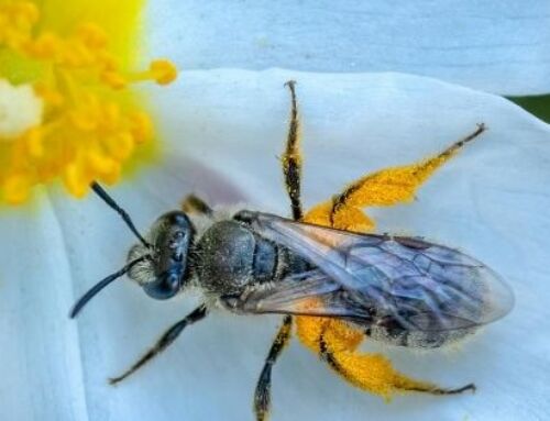 Get Your Spring Allergies Under Control