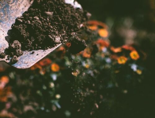 Tips for Early Spring Garden Upkeep