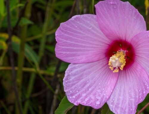 Celebrating Native Plant Month