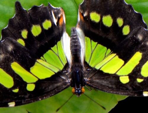 Meet the Butterflies of the Bungalow