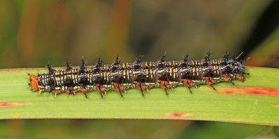 Buckey Caterpillar