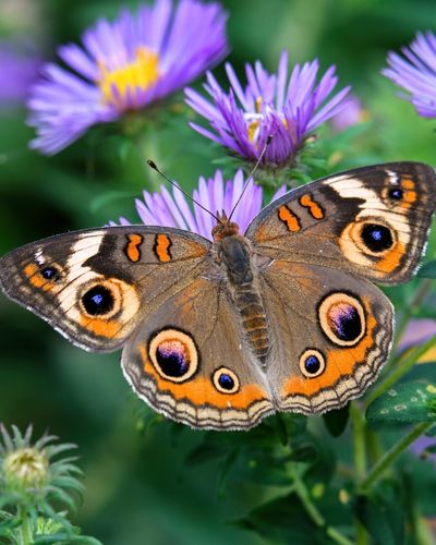Common Buckeye