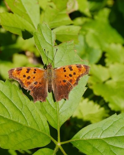 Eastern Comma