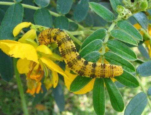 Celebrate Pollinator Week at Stowe: Life on a Leaf