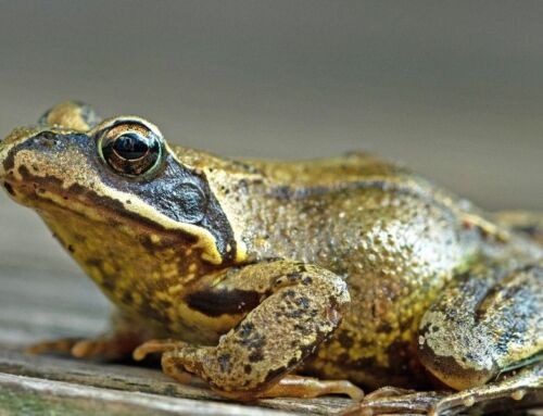 Fountain Frogs