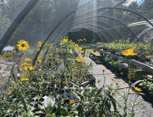 Horticultural Highlights: June 2026