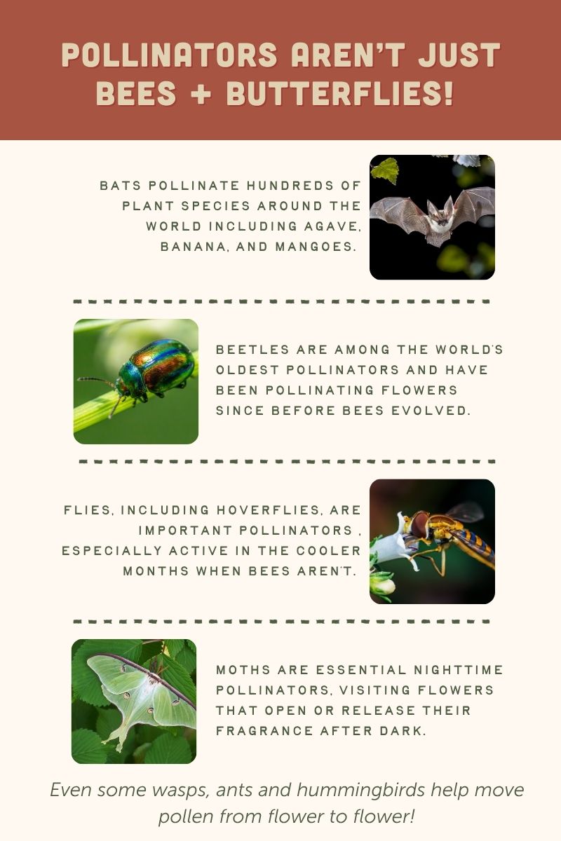 Pollinators -2