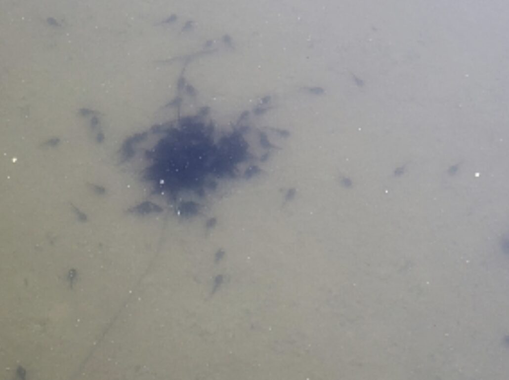 Tadpoles
