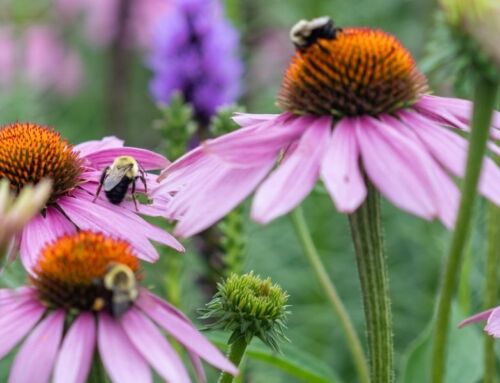 Join the Count! Prepare For The 2026 Great Pollinator Census