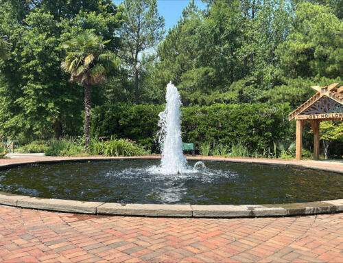 My View from The Garden: July 2026