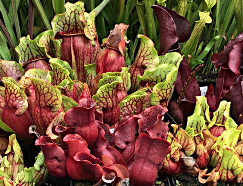We Have New Neighbors: Grass-Toting Wasps in Pitcher Plants