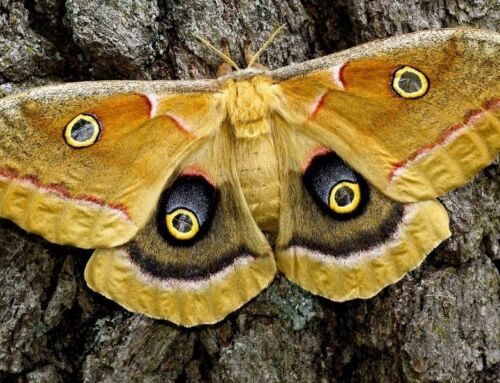 Nature’s Most Overlooked Pollinators
