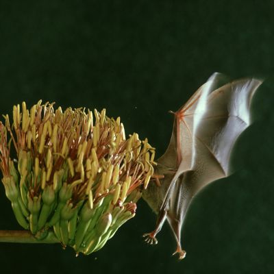 bat